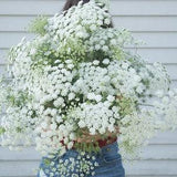 100 Queen of Africa Flower Seeds / Ammi Majus / Bouquet Flowers / Cut Flower / White Dill / English Garden / Cottage Flower / Wedding Flower