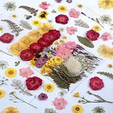 100 PCS Real Dried Pressed Flowers Leaves Natural Plant Herbarium for DIY Res...