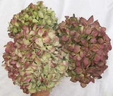 3 Large Hydrangea Flowers, Natural Dry Color, from Our Indiana Homestead Gardens