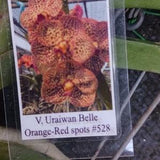 Orchid Uraiwan Belle No 528 Hanging plants