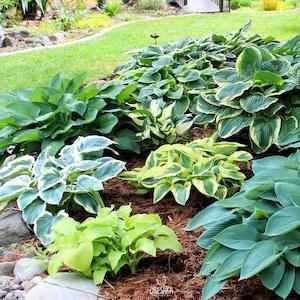 Hosta mix of 4 colors 15 PCS fresh seeds, Hosta mix seeds, Hostas, Plantain lilies, Herb seeds, Flower seeds, Garden flower, Organic seeds