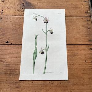 Black Spider Orchid, 1821 Hand-Colored Curtis Engraving, Original Antique Botanical Print