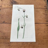 Black Spider Orchid, 1821 Hand-Colored Curtis Engraving, Original Antique Botanical Print