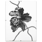 Black Orchid ??C pen ink drawing, sketch art, decorative art