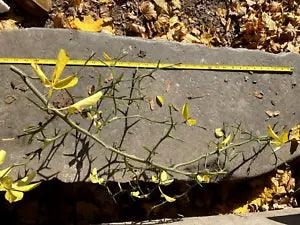 Hardy Orange Lemon Trifoliate Trifoliata Poncirus Dragon Fruit BRANCHES decor