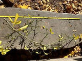 Hardy Orange Lemon Trifoliate Trifoliata Poncirus Dragon Fruit BRANCHES decor