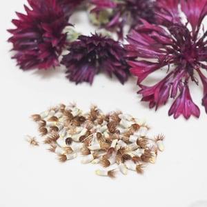 Black Magic Cornflower Seeds - Centaurea cyanus - 100 Seeds Bachelor Buttons - Natural Dye Garden - Goth Garden - 2023