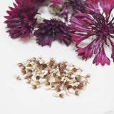Black Magic Cornflower Seeds - Centaurea cyanus - 100 Seeds Bachelor Buttons - Natural Dye Garden - Goth Garden - 2023