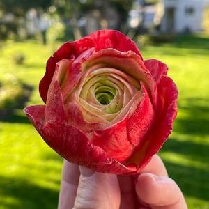 3d Ranunculus silicone mold. Persian buttercup Flower craft silicone mold. Gift for soap makers.