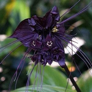 Black Bat Flower - Tacca chantrieri - Rare Species