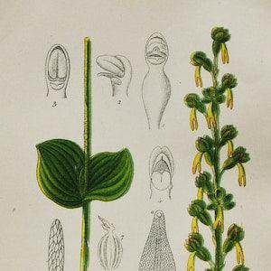 Eggleaf Twayblade Orchid Print - Original Antique Botanical 1880s - Listera ovata (plant flower seed orchidaceae Orchidaceae yellow europe)
