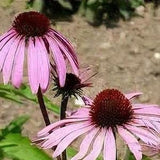 Baby Swan Deep Pink Echinacea Purpurea/Coneflower | 25 Seeds | Pink Perennial  for the Flower Garden | Attracts Pollinators |  12 - 24" Tall