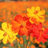 Bright Lights Mix Sulfur Cosmos Seeds | Red, Orange, Yellow Cosmo Flowers Summer Sunshine Mix Flower Seed Non GMO 2024 Season Fast Shipping