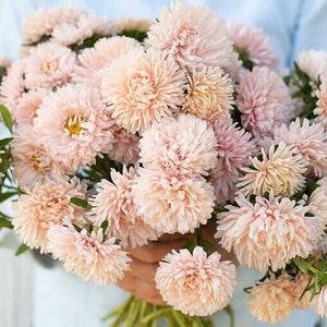 50 + seeds lovely King size Apricot China Asters