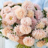 50 + seeds lovely King size Apricot China Asters