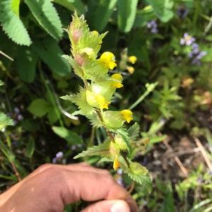 Yellow Rattle Seeds - (rhinanthus minor) - WILD SEEDS...
