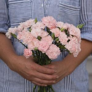50 Chabaud La France Carnation Flower Seeds / Dianthus Caryophyllus / Cottage / French Country Garden / Wedding Flower/ Cut Flower/ Heirloom