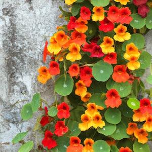 Nasturtium Tall Single Flowered Mixed Seeds - 'Tropaeolum majus' - 16 Organic Flower Seeds