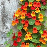 Nasturtium Tall Single Flowered Mixed Seeds - 'Tropaeolum majus' - 16 Organic Flower Seeds