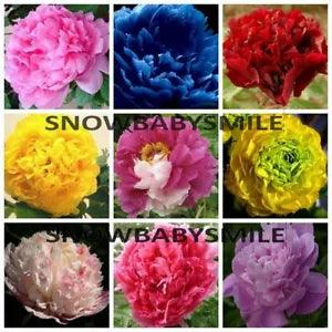 35 VARIETIES RARE CHINA'S TREE PEONY SEEDS PAEONIA SUFFRUTICOSA FLOWERS SHRUB