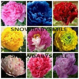 35 VARIETIES RARE CHINA'S TREE PEONY SEEDS PAEONIA SUFFRUTICOSA FLOWERS SHRUB