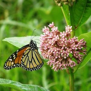 Common Milkweed Seeds - Asclepias syriaca 30 seeds - Host plant for the endangered Monarch butterfly! Bee and Pollinator Safe, Chemical free