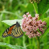 Common Milkweed Seeds - Asclepias syriaca 30 seeds - Host plant for the endangered Monarch butterfly! Bee and Pollinator Safe, Chemical free
