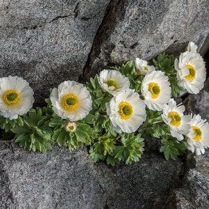 Ranunculus buchananii    10 seeds