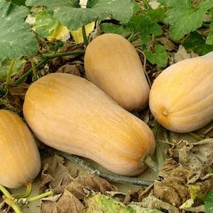 Butternut Squash Seeds, Vegetable Seeds