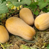 Butternut Squash Seeds, Vegetable Seeds