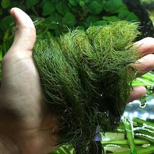 Greenpro | Red Myriophyllum Freshwater Red Stem Bundle Freshwater Live Aquarium Plants Midground Fish Tank Decoration