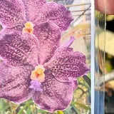 Orchid Vanda Kulwadee Fragrance x Mimi Palmer Plants