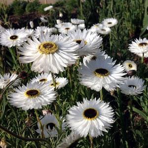 Helipterum Pierrot white flower   seed 50