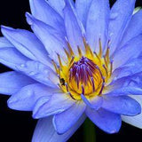 Blue Lotus: Flower of Intuitive Ascension - The Alchemist's Kitchen Flower Delivery