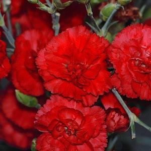RED CARNATION Dianthus Caryophyllus 'Grenadin Red' Hardy Perennial, 20 Seeds