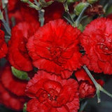 RED CARNATION Dianthus Caryophyllus 'Grenadin Red' Hardy Perennial, 20 Seeds