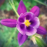 GIANT Purple Columbine Seeds Canada, Hardy Perennial Flower Seeds, Zone 3 4 Wildflower Heirloom  Aquilegia, Easy To Grow Garden + FREE GIFT