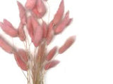 30 Pieces - 12-15" Baby Pink Bunny Tail Preserved Dried Botanical Grass Bouquet