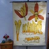vintage school chart | Orchid (maxillaria rufescens) - Berlin, Germany, retro, antique, 1920s rare! Poster, Cartage chart, Educational