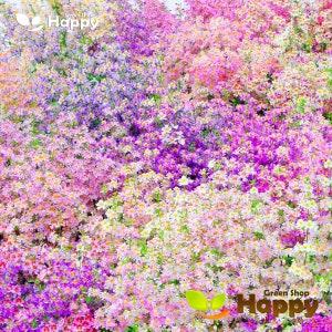 ANGEL WINGS Dr BADGER S Hybrids Mixed - 1000 seeds - Schizanthus wisetonensis