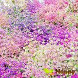 ANGEL WINGS Dr BADGER S Hybrids Mixed - 1000 seeds - Schizanthus wisetonensis