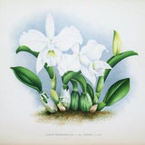 Antique Botanical Print ORCHID LAELIA PRAESTANS Linden Original Large  c1885