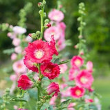 Flower Seed - Holly Hock Seed - Holly Hock Flower - Wildflower - Seed - Seeds and Flowers - Seeds of Flower - Seeds Mix - Seeds and Plants