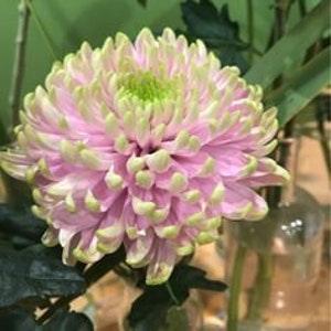 No 272 Wow Bulbs Chrysanthemum pink Big Plants Chrysanthemums 5 Seeds Zaden Seeds