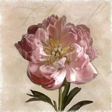 PEONY I (24x24) & PEONY II (24x24) SET by JANEL PAHL 2PC PINK FLOWERS CANVAS
