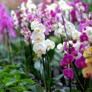 Rare Orchid Seeds Variety Pack - 1000+ Premium Quality Pieces, Create Your Own Orchid Oasis, Excellent for Indoor Gardeners