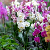 Rare Orchid Seeds Variety Pack - 1000+ Premium Quality Pieces, Create Your Own Orchid Oasis, Excellent for Indoor Gardeners