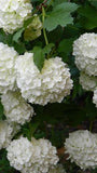 shrubs_flowers_leaves_84563_640x1136 Flower Delivery