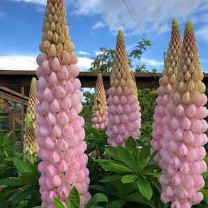567 Lupine Seeds Lupins 10 Seeds Zaden Seeds Seeds Flower Seeds Garden Plants