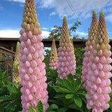 567 Lupine Seeds Lupins 10 Seeds Zaden Seeds Seeds Flower Seeds Garden Plants